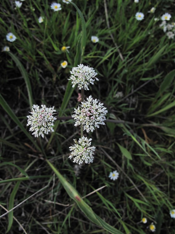 Oenanthe globulosa